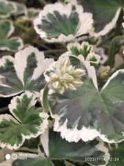 Polyscias scutellaria