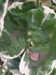 Polyscias scutellaria