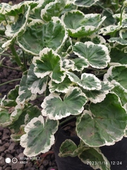 Polyscias scutellaria