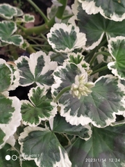 Polyscias scutellaria