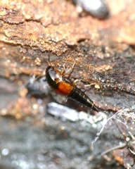 Tachyporus hypnorum