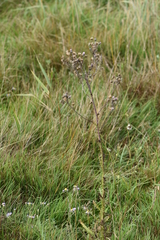 Cirsium brachycephalum