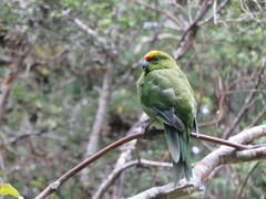 Cyanoramphus auriceps