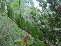 Luma apiculata