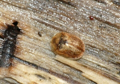 Hypocassida subferruginea