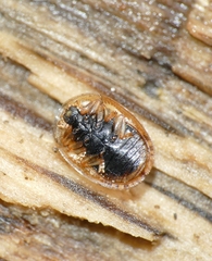 Hypocassida subferruginea