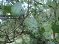 Luma apiculata