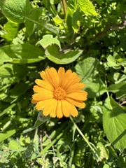 Calendula