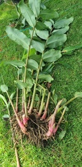 Hedychium gardnerianum