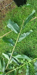 Hedychium gardnerianum