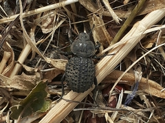 Scotobius pilularius