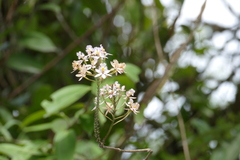 Epidendrum ibaguense
