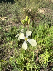 Raphanus raphanistrum