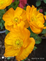 Papaver cambricum