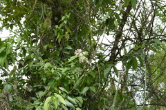 Epidendrum ibaguense