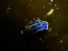 Hypselodoris festiva