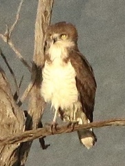 Circaetus beaudouini