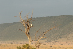 Circaetus beaudouini