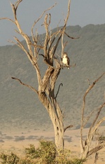 Circaetus beaudouini