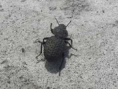 Scotobius pilularius