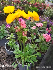 Papaver cambricum