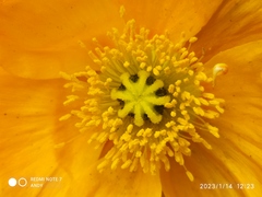 Papaver cambricum