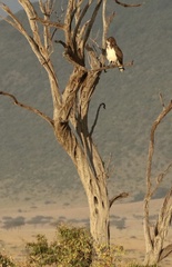 Circaetus beaudouini