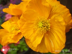 Papaver cambricum