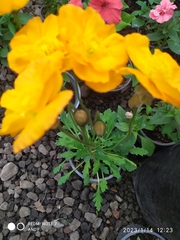 Papaver cambricum