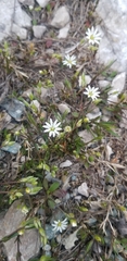 Stellaria longipes