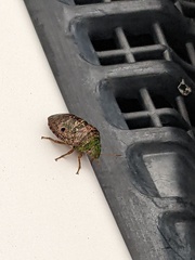 Diolcus chrysorrhoeus