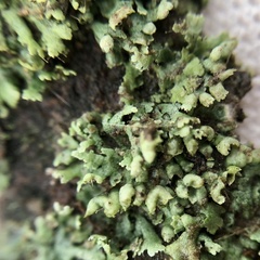 Physcia adscendens