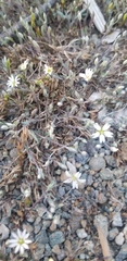 Stellaria longipes