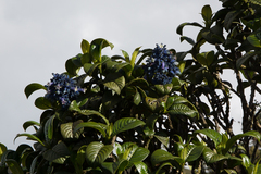 Palicourea amethystina
