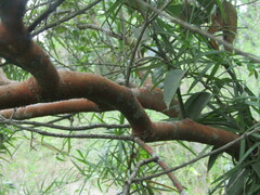 Luma apiculata
