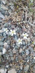 Stellaria longipes