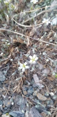 Stellaria longipes