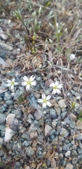 Stellaria longipes