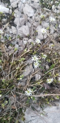 Stellaria longipes