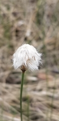 Eriophorum vaginatum