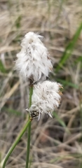 Eriophorum vaginatum