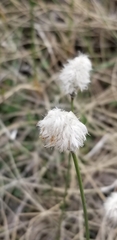 Eriophorum vaginatum