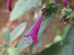 Clinopodium multiflorum