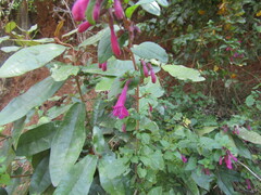 Clinopodium multiflorum