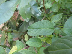 Clinopodium multiflorum
