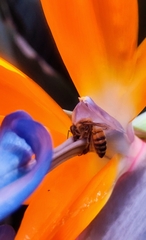 Apis mellifera