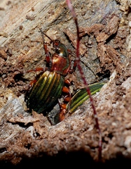 Carabus auronitens