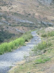 Oryctolagus cuniculus cuniculus