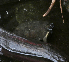 Cyclemys dentata