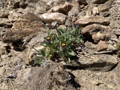 Erigeron leptopetalus